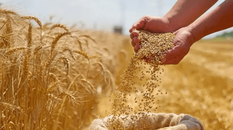 تجميع حوالي 5.751 مليون قنطار من الحبوب
