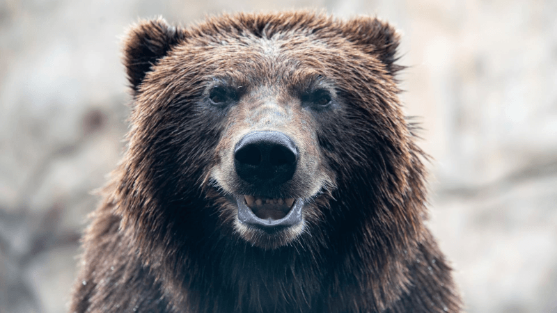 Japon : Un ours errant provoque la fermeture d’un aéroport