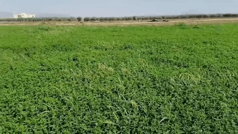 زراعة النعناع بالسبيخة: مورد رزق ومنتوج يروّج محليا وعالميا