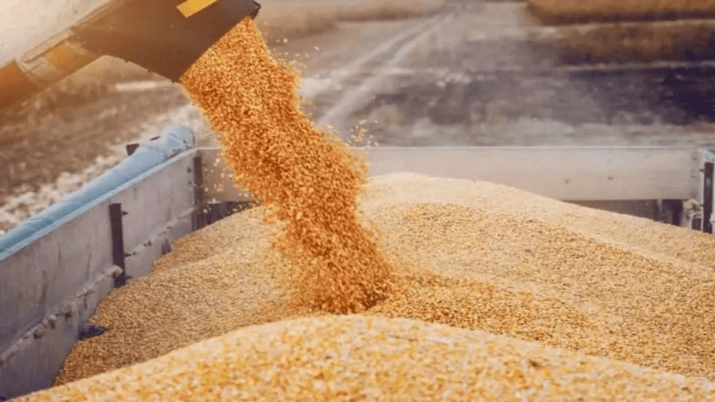 كميات الحبوب المجمّعة تبلغ 9.2 مليون قنطار