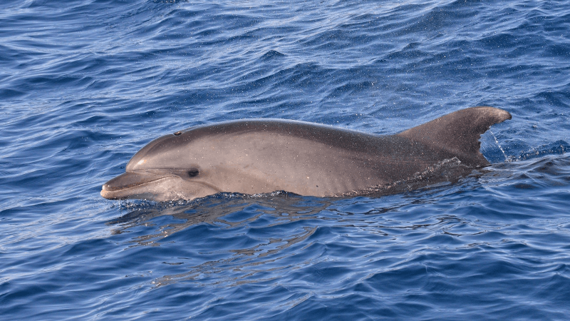 Dauphin échoué à Hammam Lif... Rien d'exceptionnel