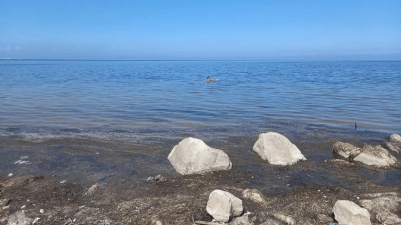 Mounir Houssein : 'Le golfe de Monastir est en danger'