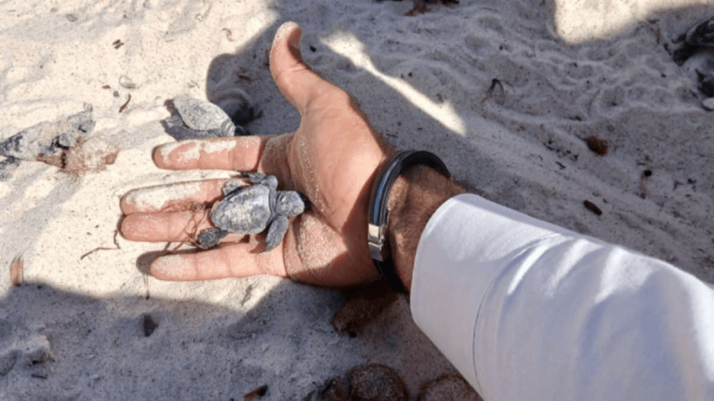 اكتشاف عشّ لسلاحف بحرية حديثة التفقيس في شاطئ بالقنطاوي