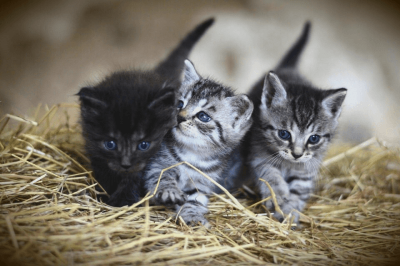 Royaume-Uni : deux mineurs condamnés pour avoir torturer des chatons
