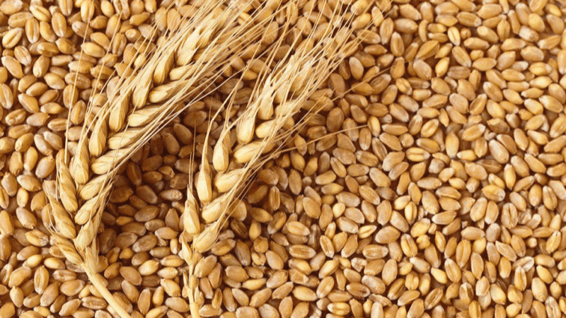 Le ministère de l’Agriculture fixe les prix de vente des semences