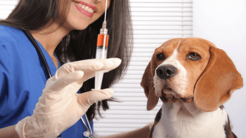 Lancement de la campagne nationale de vaccination contre la rage