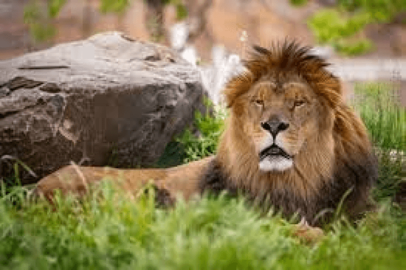 Asie: Un gardien tué par des lions dans l’un des plus grands zoos