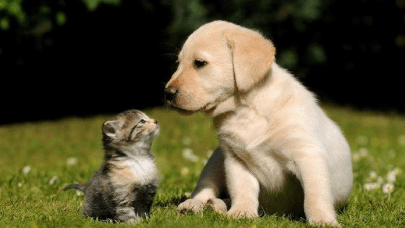 Tunis : vaccination gratuite des animaux contre la rage, ce samedi