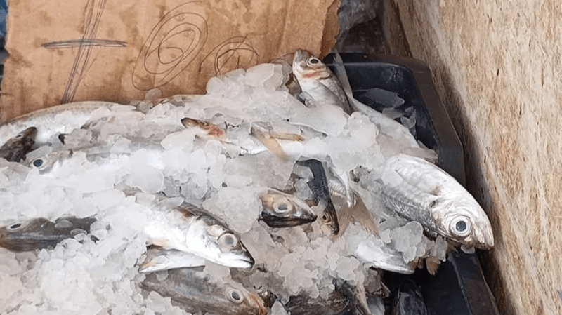 تطاوين: حجز كميات من السمك غير صالحة للاستهلاك بالصمار