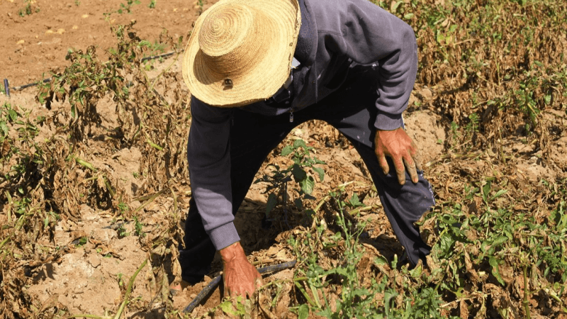 بن زغدان: الفلاحة العائلية توفر 80% من غذاء الشعب التونسي ويجب دعمها