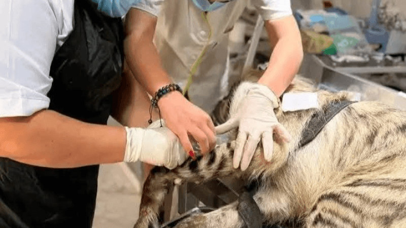 نابل: إيقاف 9 أشخاص اصطادوا ضبعا أطلسيا للتنقيب على الآثار