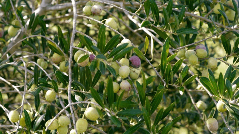 صفاقس: صابة قياسية للزيتون في حدود 515 ألف طن