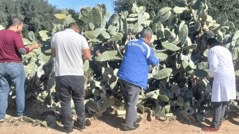 القصرين: 7000 دعسوقة إضافية لمكافحة الحشرة القرمزية