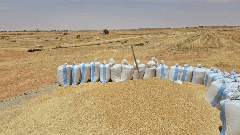 تطاوين: انطلاق إجراءات التوسّع في زراعة الحبوب المروية