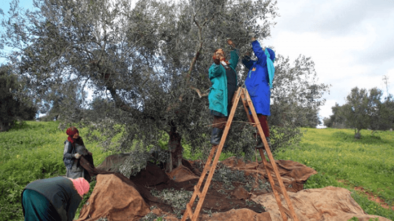 سليانة: نقص اليد العاملة يربك انطلاق موسم جني الزيتون