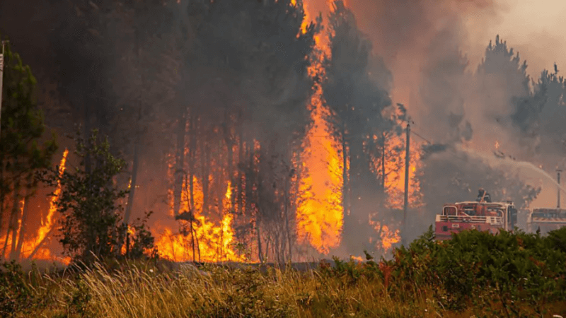غراسة 720 هكتارا من غابات جندوبة المحترقة