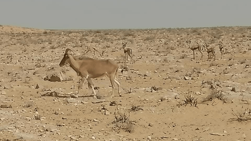 تغيرات المناخ والتصحر وقلة الأمطاربتطاوين تؤثر على 30% من مراعي تونس