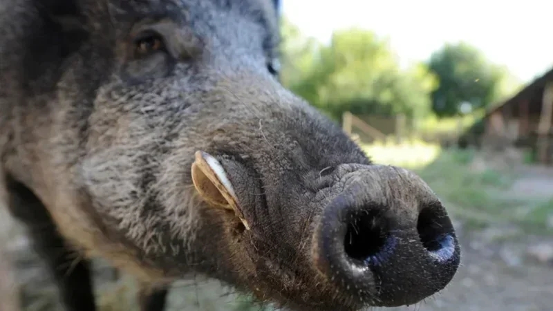 Kasserine : Des sangliers au marché hebdomadaire !