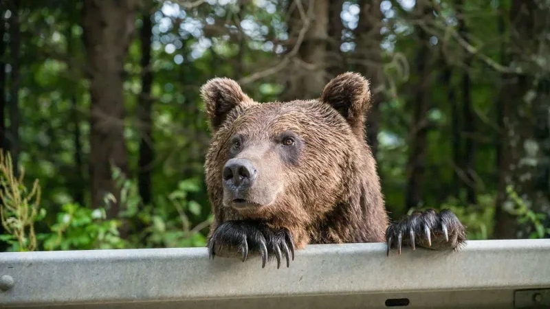 خلفت 12 قتيلا و100 مصاب.. اليابان تستعين بالجيش لمواجهة 'الدببة'