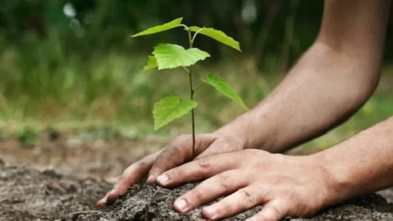 حملة وطنية للتشجير لاستعادة 7902 هكتارا من المنظومات الغابية