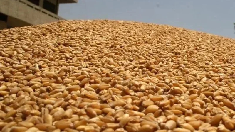 Appel d'offres international pour l'achat de 225 mille tonnes de blé