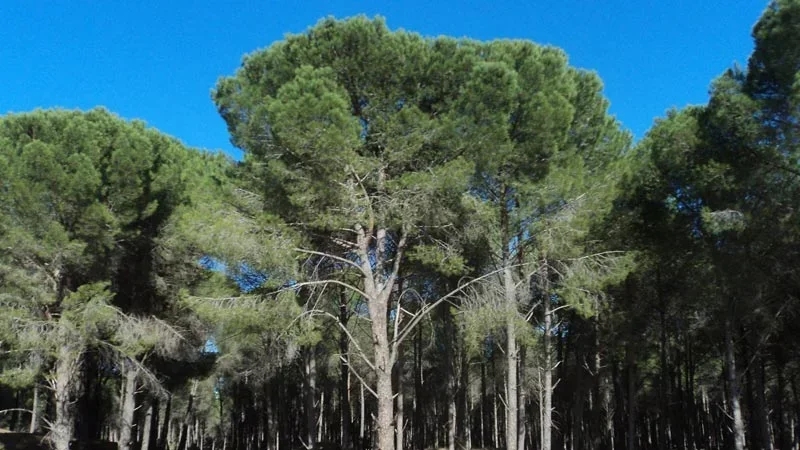 مدير عام الغابات: 8 مشاريع لتنمية الغابات تحتاج تمويلا