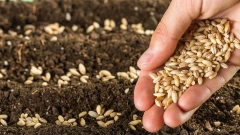 سليانة: مطالب بالتسريع في توفير البذور والأسمدة