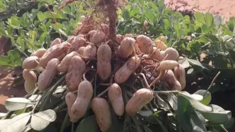 الهوارية تحافظ على ريادة إنتاج الكاكاوية رغم العراقيل