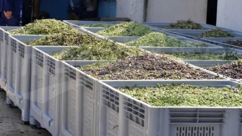 تطاوين: اتحاد الفلاحة يطالب بإحداث سوق زيتون