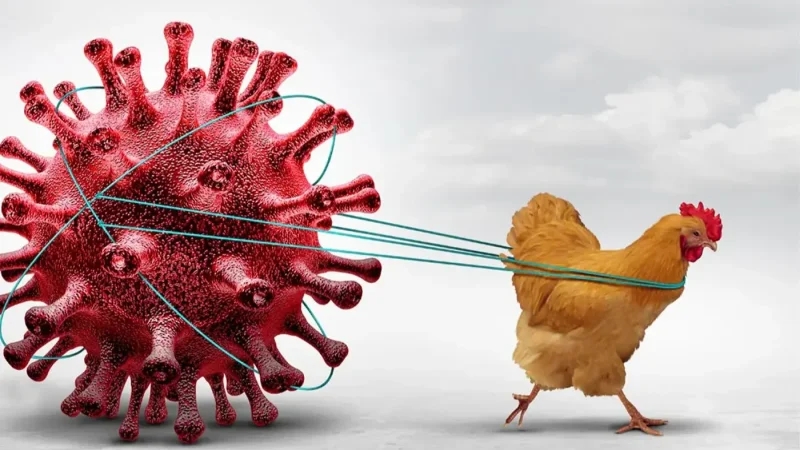 الولايات المتحدة: أول وفاة بسلالة نادرة من إنفلونزا الطيور