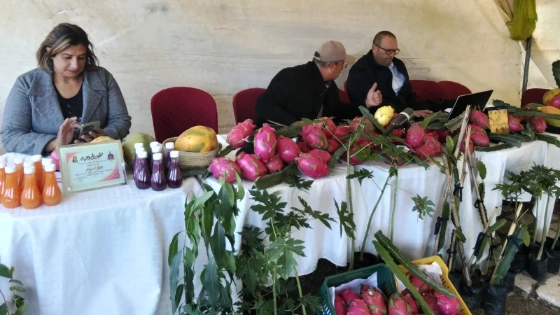 مهرجان فاكهة التنين يحط رحاله بقرمبالية