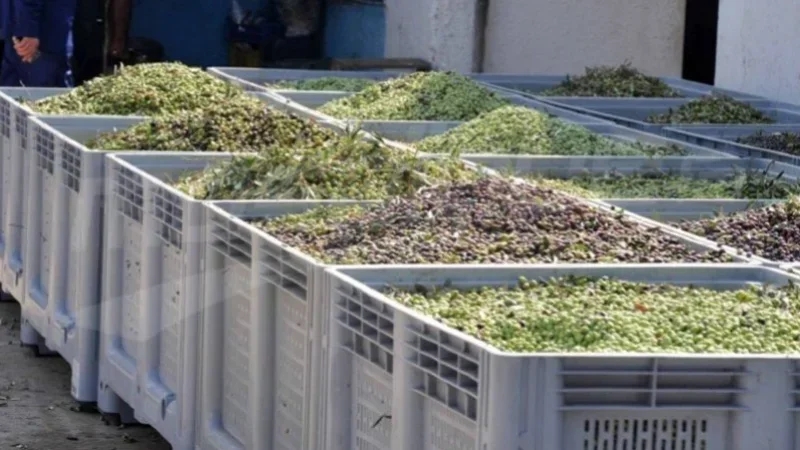 رمضاني:دعوة فلاحين وهياكل لإقرار 3 إجراءات عاجلة لإنقاذ صابة الزيتون