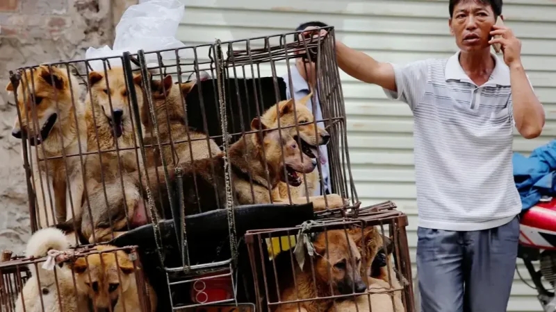 حظر استهلاك لحوم الكلاب والقطط في إندونيسيا