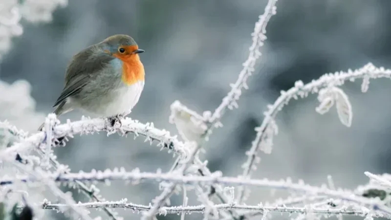 Météo: Temps froid avec pluies et risque de grêle