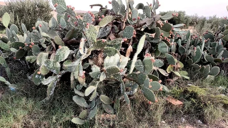 القصرين: مشروع لتثمين التين الشوكي المصاب بالحشرة القرمزية