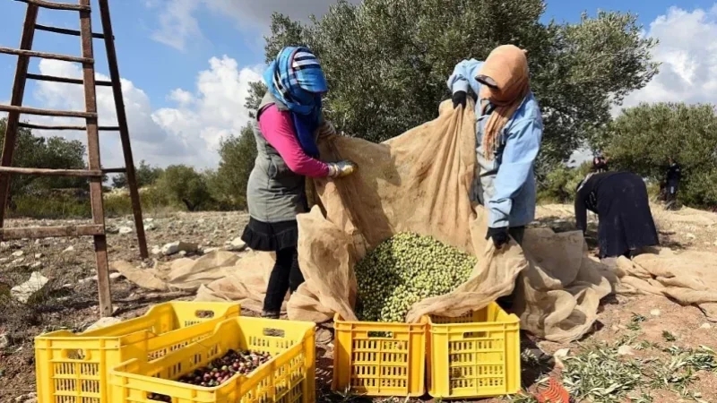 تطاوين: 47% نسبة تقدم جني الزيتون