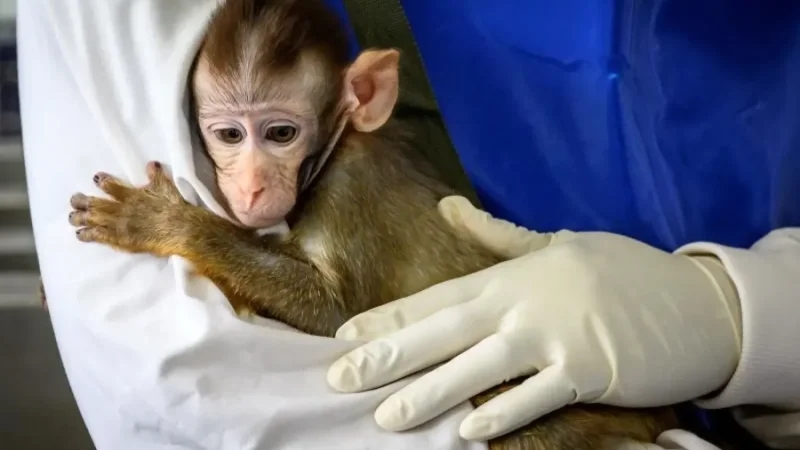 إدارة الغذاء والدواء الأمريكية تكشف عن توجّه لتقليل التجارب على القردة