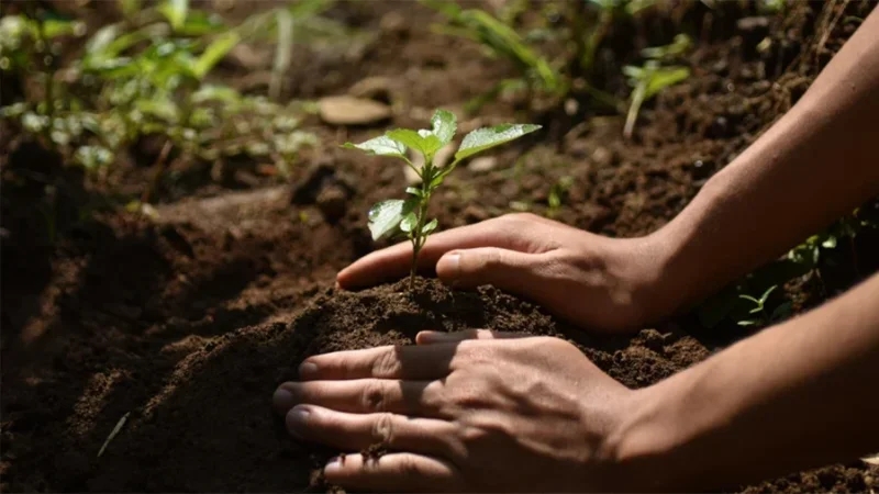 القصرين: تشجير مناطق غابية تضررت من الحرائق بآلاف الأشجار