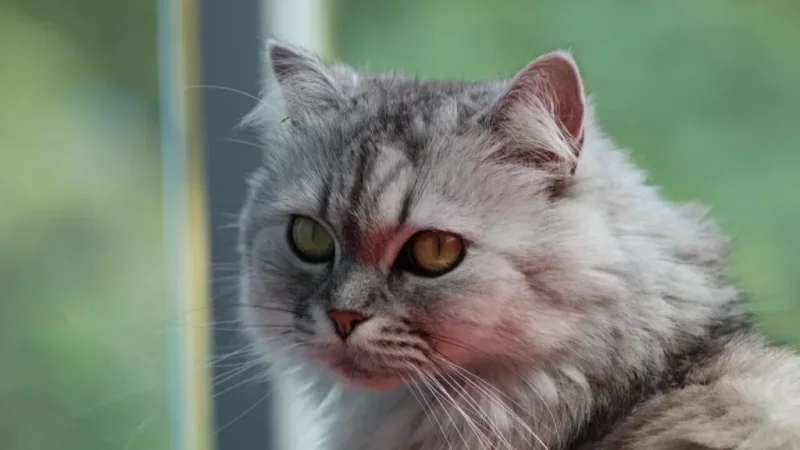 القضاء يصدر حكمه في حق المرأة التى أضرمت النار في القطط