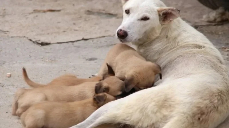 أصوات تعلو بالرحمة أمام البرلمان: 'كفى قنصا.. هناك بدائل'