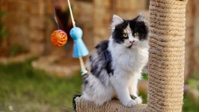 فندق 5 نجوم للقطط في ليبيا