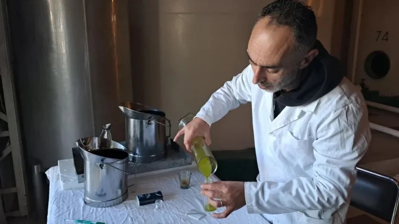 انطلاق قبول زيت الزيتون بالقيروان: تحاليل فورية.. وأسعار حسب الجودة