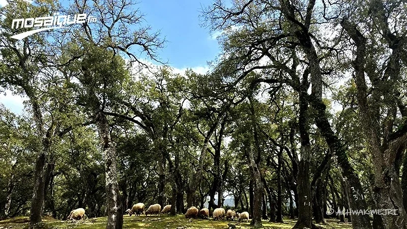 الأحد: طقس مُغيّم والحرارة في ارتفاع طفيف