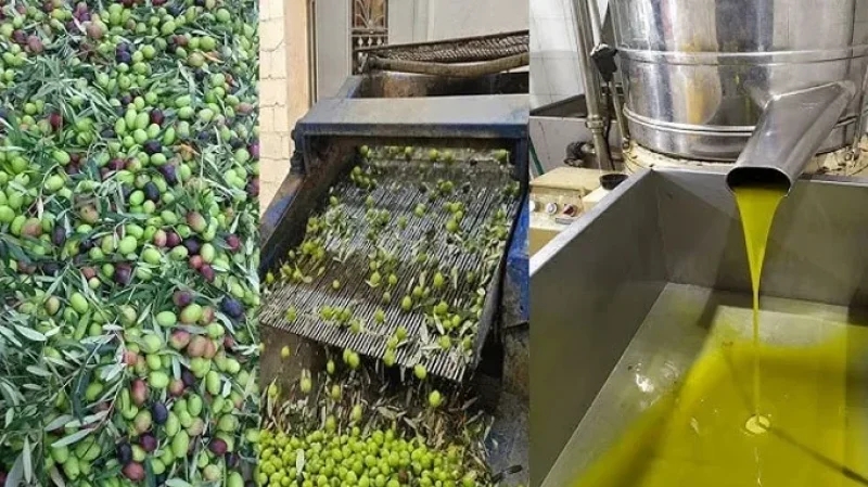 تحديد السعر المرجعي المتحرك لزيت الزيتون في المعاصر