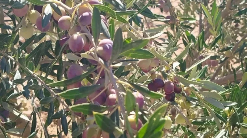 تطاوين: تقدم عملية جني الزيتون بنسبة 75%