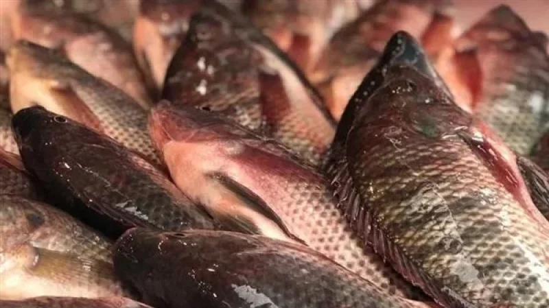 النيابة تأذن بإيقاف صاحب مطعم بسوسة يخزّن أسماكا غير صالحة للاستهلاك