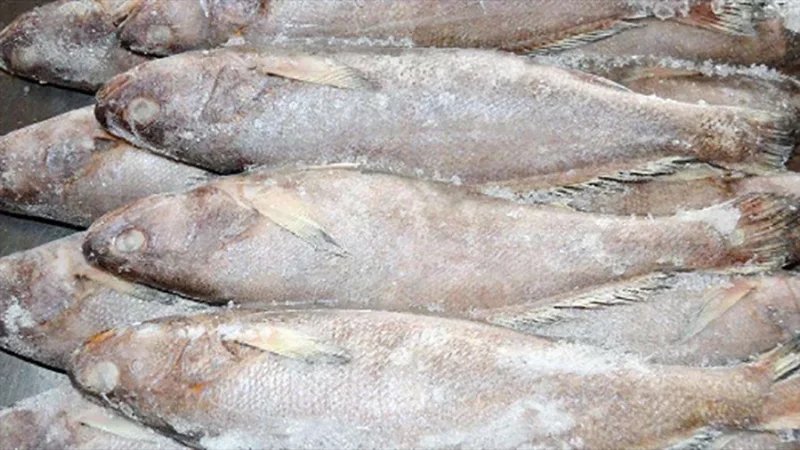 سوسة: حجز 1.054 طنّ من الأسماك وغلال البحر غير صالحة للاستهلاك البشري