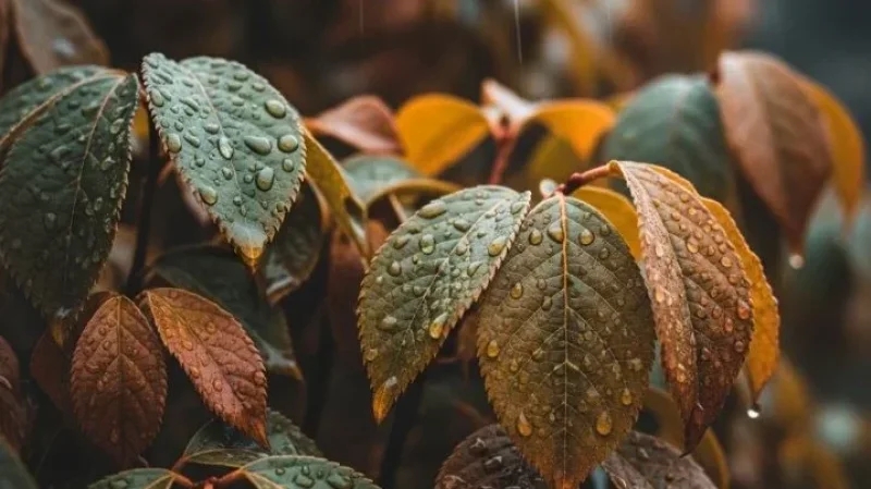 الرصد الجوي: خريف 2025 أكثر دفئًا من المعدل الطبيعي