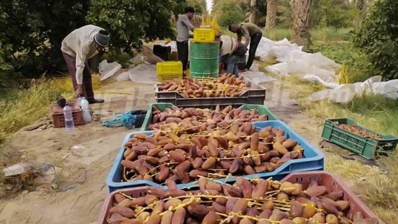 قيمة صادرات التمور تتجاوز 115 مليون دينار وخُطط ترويجية بأسواق جديدة