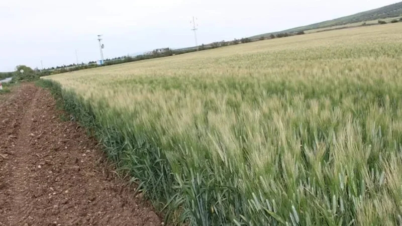 الدجبي: 50% من مزارع الحبوب في باجة في حاجة عاجلة إلى 'الأمونيتر'